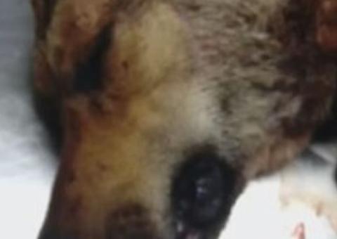 Cachorro é esfaqueado na cabeça por vizinho irritado 