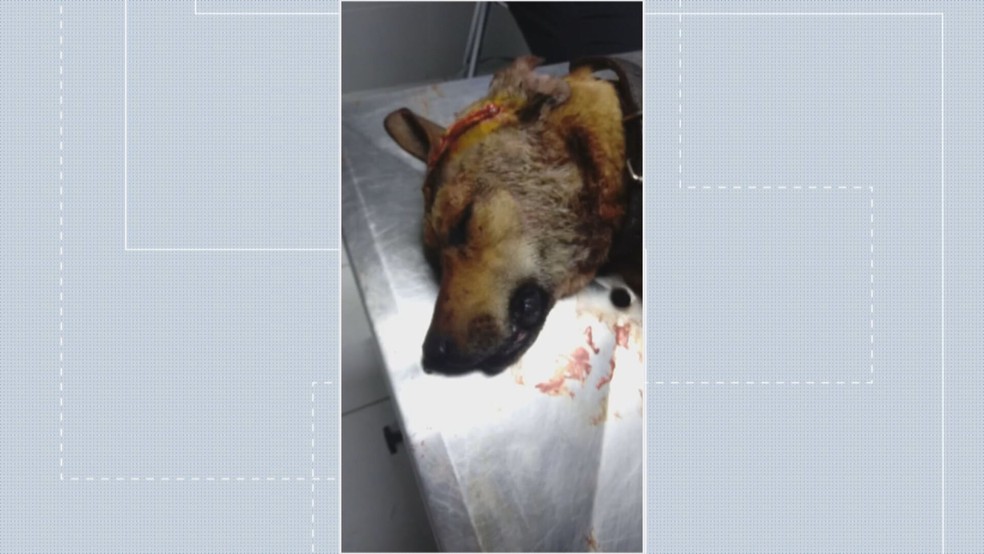 Cachorro é esfaqueado na cabeça por vizinho irritado 