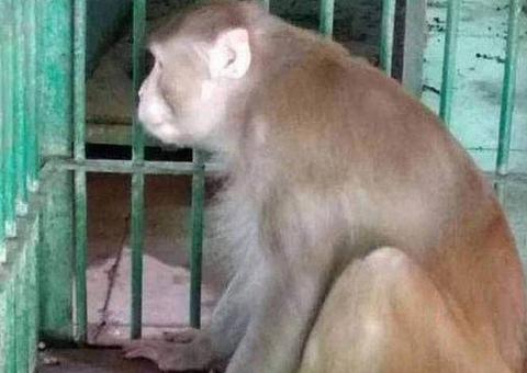 Macaco que matou uma pessoa durante crise de abstinência de álcool é condenado à 'prisão perpétua'