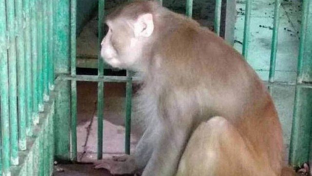 Macaco que matou uma pessoa durante crise de abstinência de álcool é condenado à 'prisão perpétua'