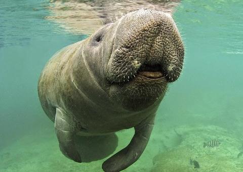 Espécie de peixe-boi que desapareceu há 40 mil anos é descoberta por cientistas