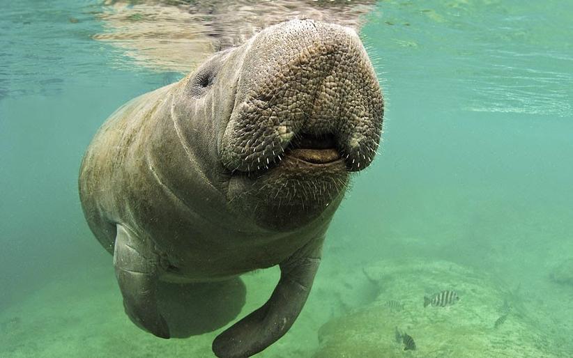 Espécie de peixe-boi que desapareceu há 40 mil anos é descoberta por cientistas