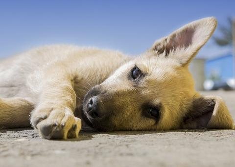 Busca por adoção de animal dispara no Google, mas ONGs sentem efeitos da pandemia
