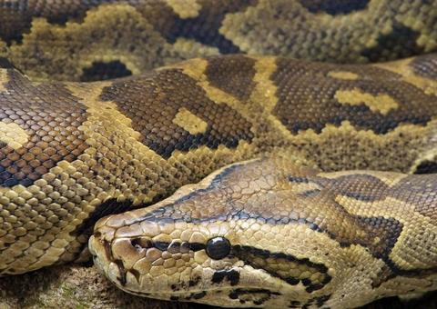 Vídeo chocante mostra cobra píton ‘vomitando’ galinhas; Assista 