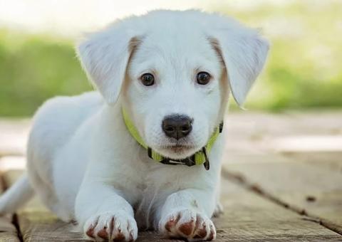 Mesmo com surto da Covid-19, chineses realizam festival de venda de carne de cachorro