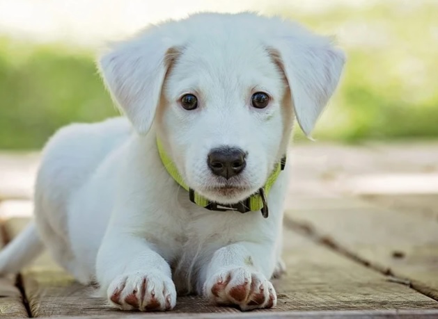 Mesmo com surto da Covid-19, chineses realizam festival de venda de carne de cachorro