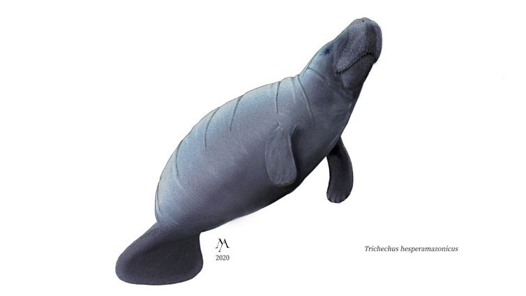 Pesquisadores descobrem fóssil de peixe-boi extinto na Amazônia