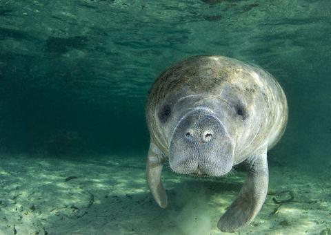 Pesquisadores descobrem fóssil de peixe-boi extinto na Amazônia