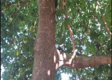 Idoso morre ao despencar de árvore enquanto colhia frutas em Manaus