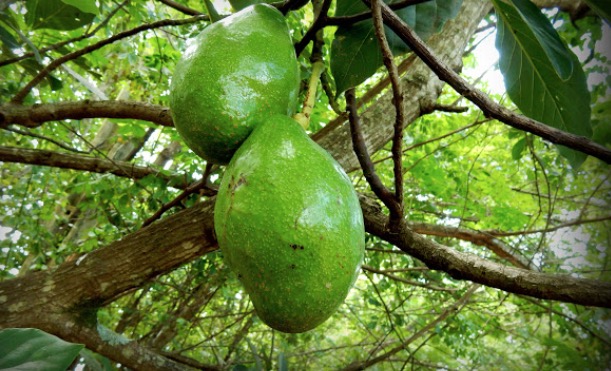 Idoso morre ao despencar de árvore enquanto colhia frutas em Manaus
