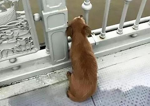 Cachorro espera dono que cometeu suicídio em ponte