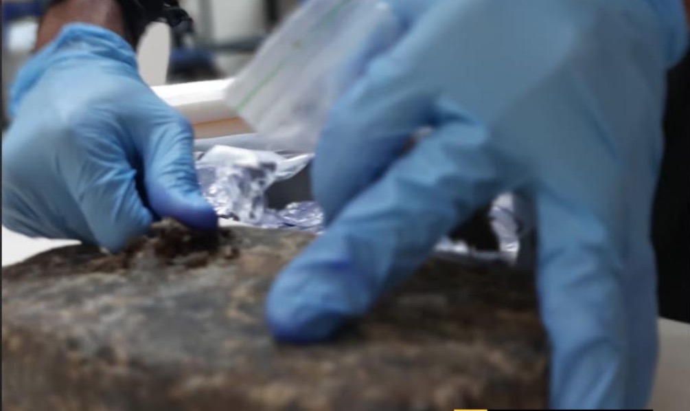 PF apreende mala com 10kg  de maconha em aeroporto de Manaus