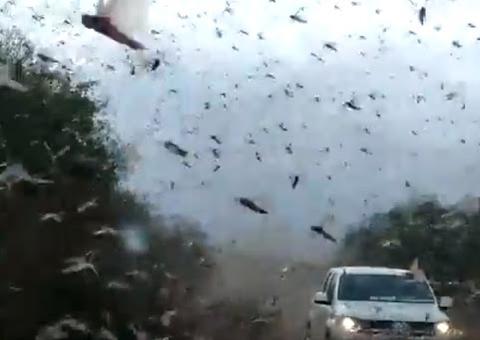 Frente fria deve afastar nuvem de gafanhotos que se aproxima do Brasil