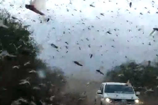 Frente fria deve afastar nuvem de gafanhotos que se aproxima do Brasil