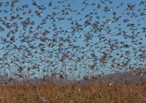 Chegada de nuvens de gafanhotos no Brasil causa alvoroço; veja reações