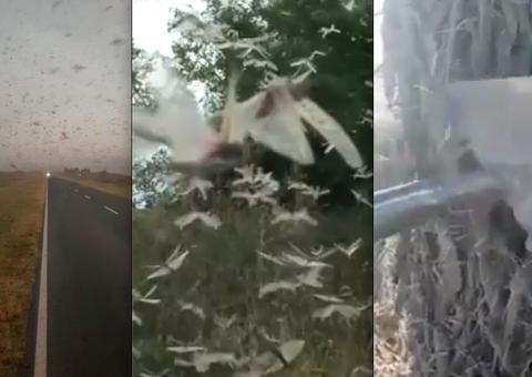 Nuvem de gafanhotos se aproxima do Brasil e RS revela método de combate