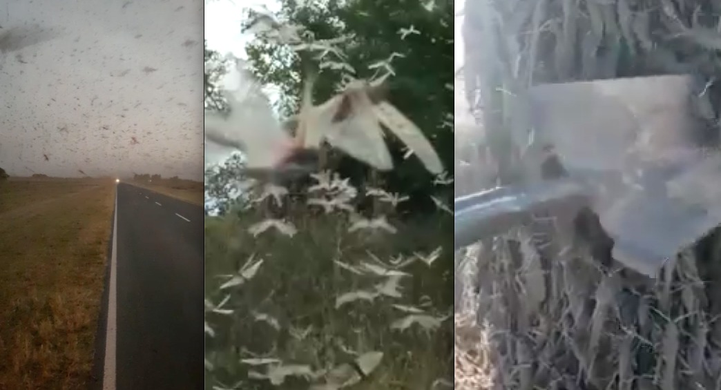 Nuvem de gafanhotos se aproxima do Brasil e RS revela método de combate