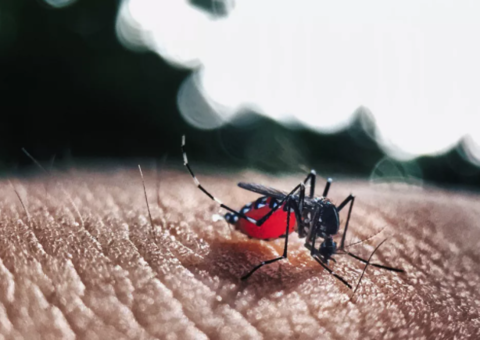 Nova linhagem do vírus da zika já circula no Brasil e alerta para nova epidemia