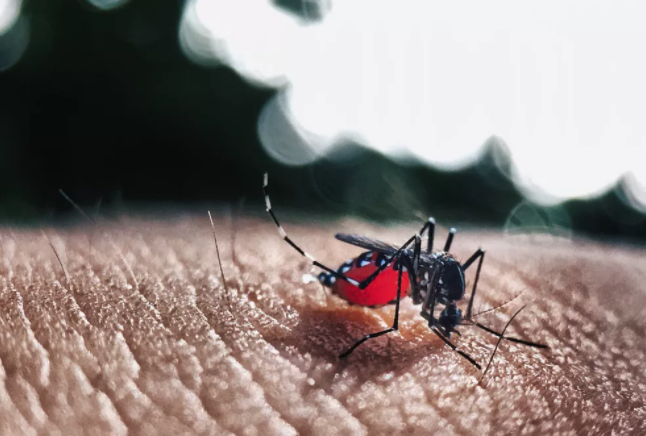 Nova linhagem do vírus da zika já circula no Brasil e alerta para nova epidemia