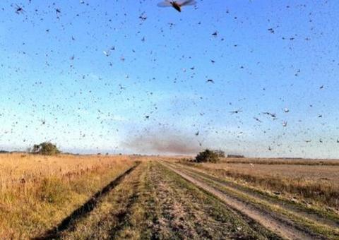 Veja o que se sabe até agora sobre a nuvem de gafanhotos 