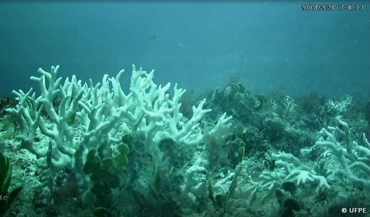 Relatório indica intensa mortandade de corais no Nordeste em 2024