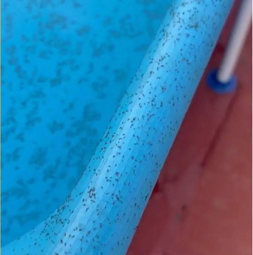 Insetos parecidos com piolhos invadem cidade após onda de calor; vídeo