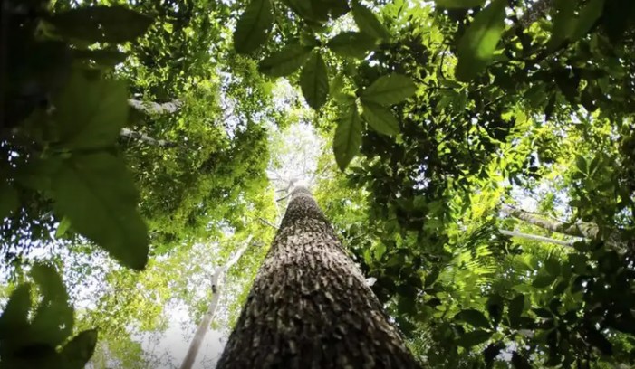 Países defendem fundo florestal com recursos carimbados para indígenas