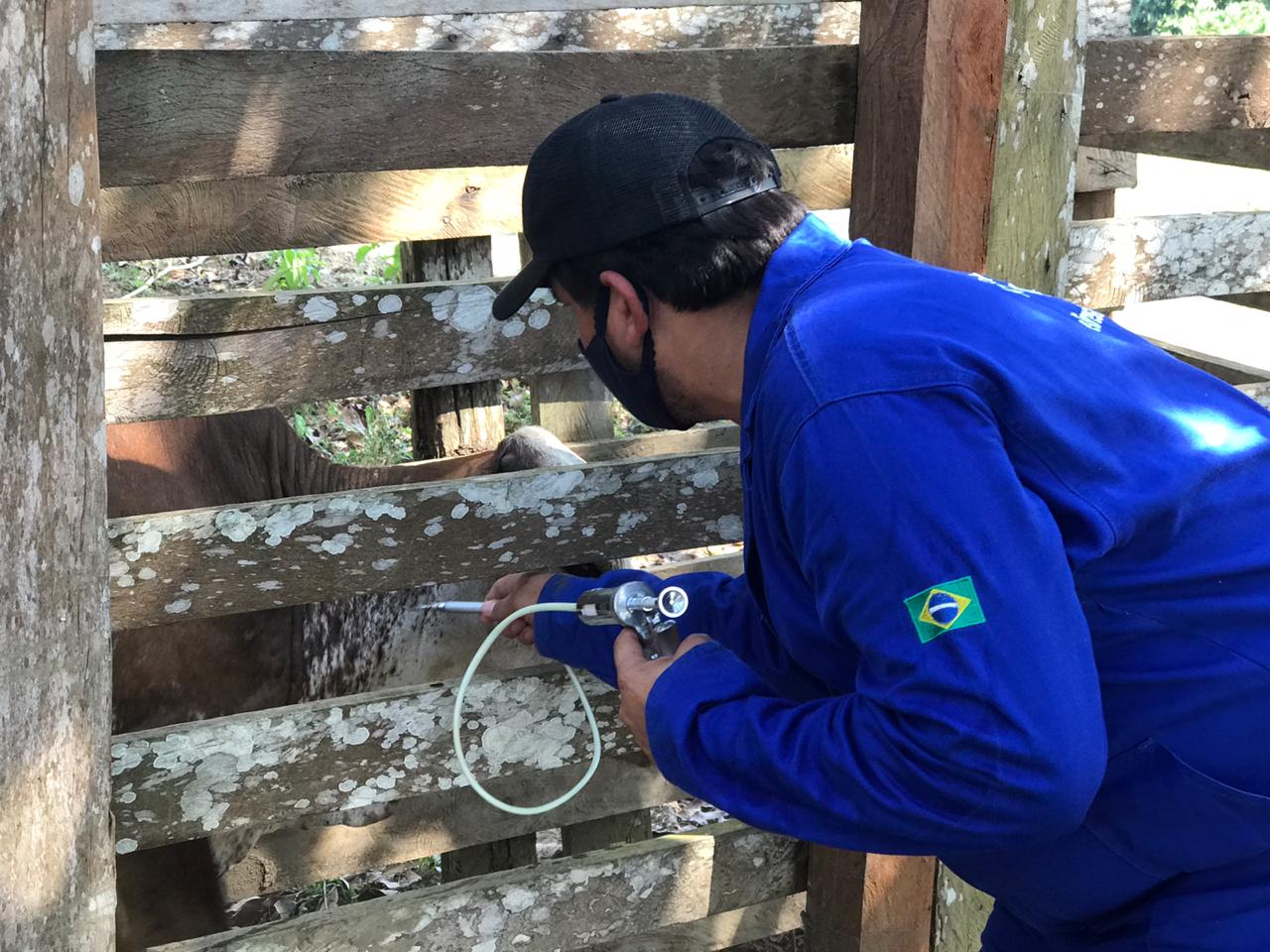 Campanha de vacinação contra febre aftosa encerra nesta semana no Amazonas