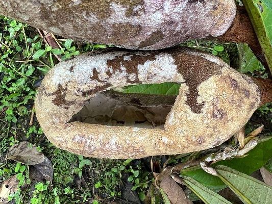 Caravana leva informação a comunidades sobre praga que ameaça cacau e cupuaçu