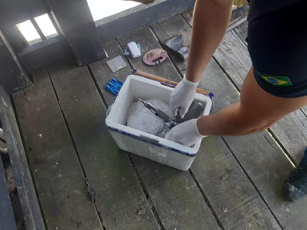 Prazo para vacinação contra febre aftosa no Amazonas encerra na terça-feira