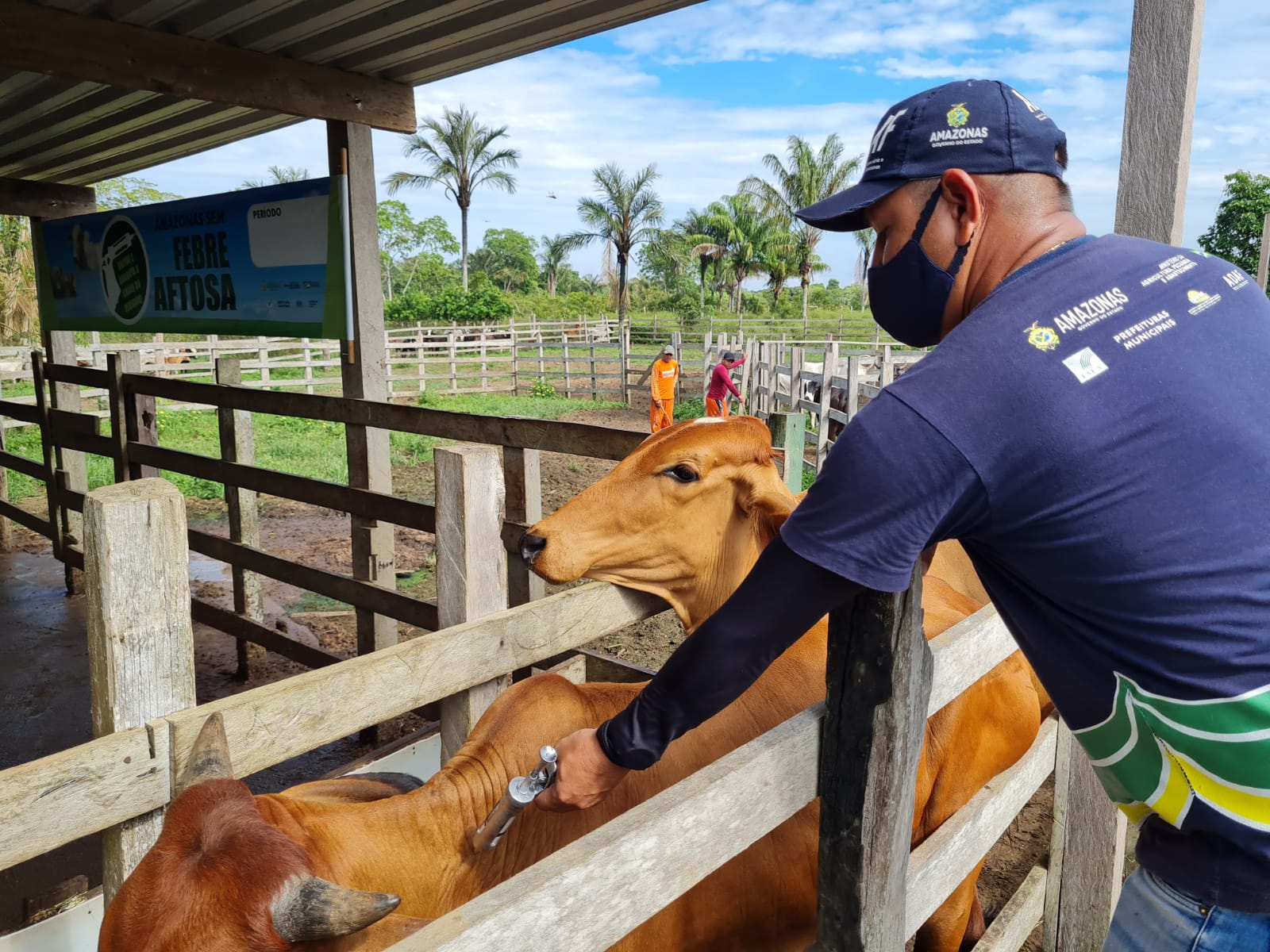 Campanha Amazonas sem Febre Aftosa tem início nesta quinta-feira