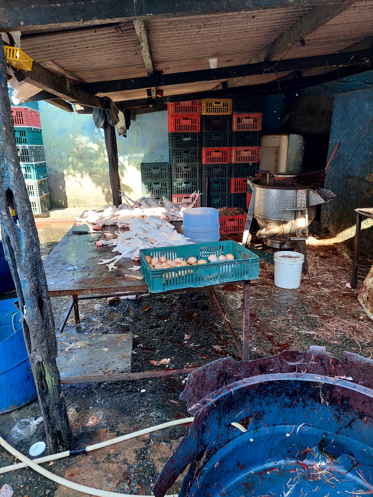 Mais de 800 aves são apreendidas em abatedouro clandestino em Manaus