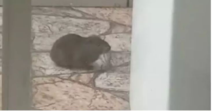Roedor é confundido com capivara e causa mobilização da Guarda Municipal