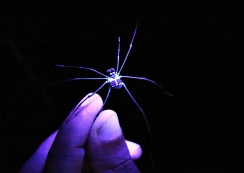 Noite dos Aracnídeos: Museu da Amazônia realiza 2ª trilha noturna