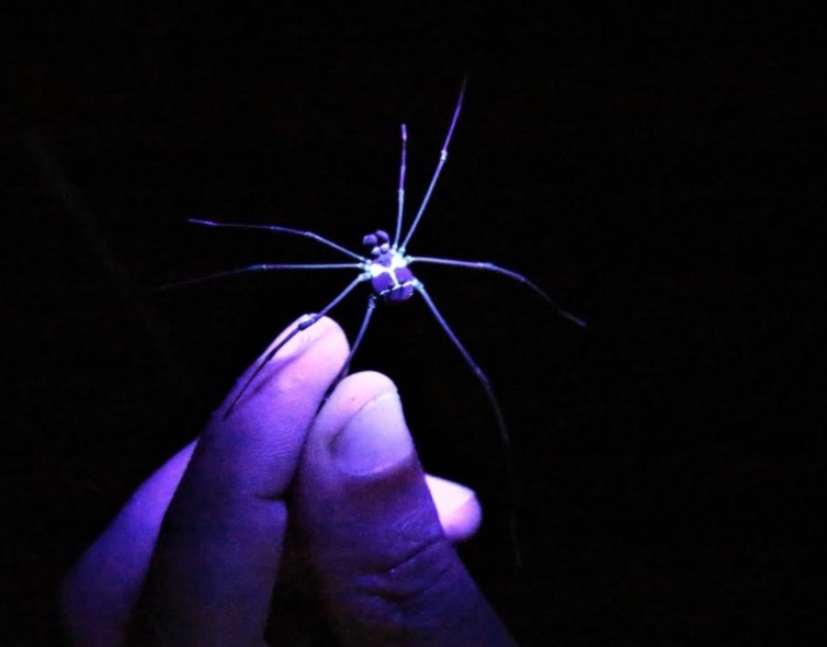 Noite dos Aracnídeos: Museu da Amazônia realiza 2ª trilha noturna