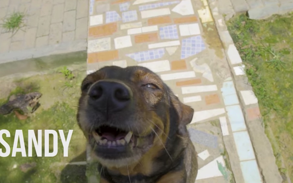 Banda Doral mostra animais disponíveis para adoção em Manaus em clipe fofo