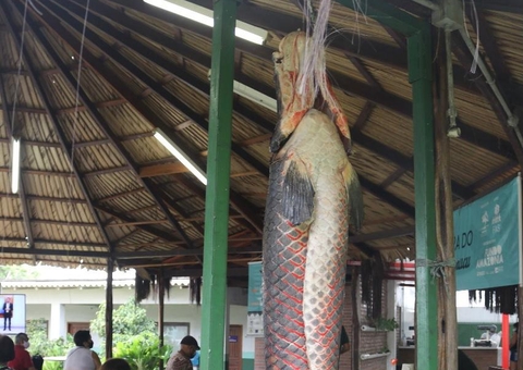 Feira do Pirarucu da FAS começa nessa quinta em Manaus