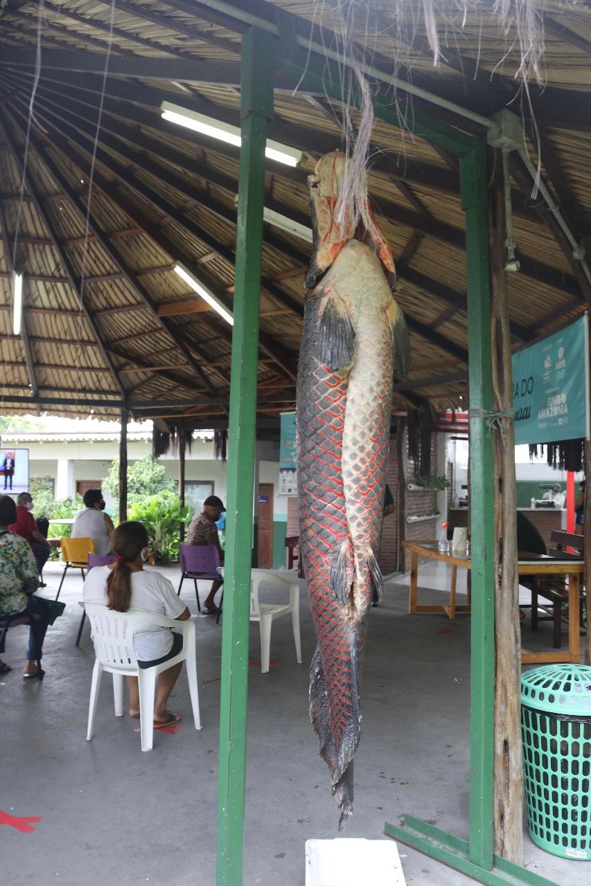 Feira do Pirarucu da FAS começa nessa quinta em Manaus