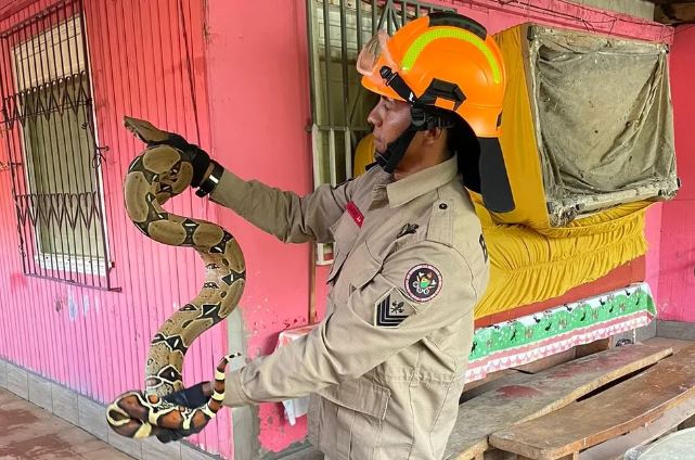 Dona de casa entra em pânico ao encontrar cobra em máquina de lavar