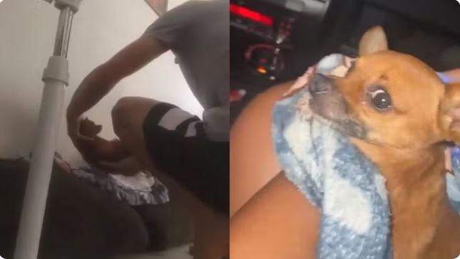 Cachorro apanha por mais de 3 horas e ação criminosa é gravada