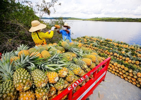 Cultivo de abacaxi em Novo Remanso é patrimônio cultural do Amazonas