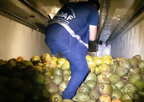 Adaf apreende mais de 3 toneladas de frutas com trânsito restrito