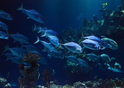 Nilton Lins abre inscrições para mestrado e doutorado em Aquicultura