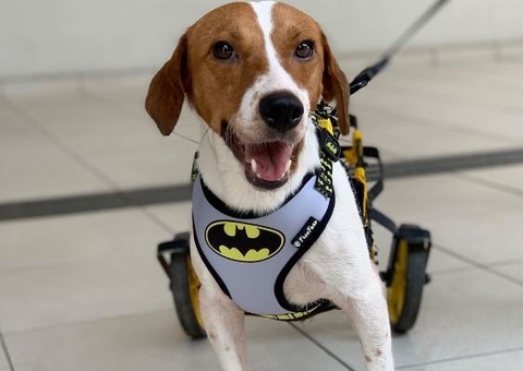 Cão com deficiência vai integrar atividades com crianças em Manaus