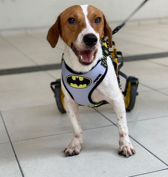 Cão com deficiência vai integrar atividades com crianças em Manaus