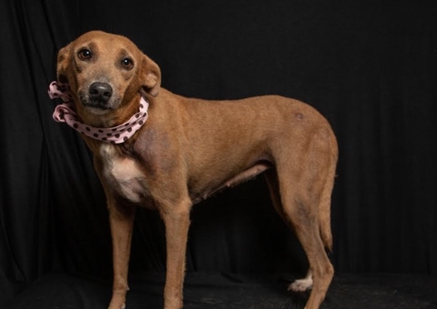 Feira virtual de adoção reúne mais de 110 animais em busca de um lar