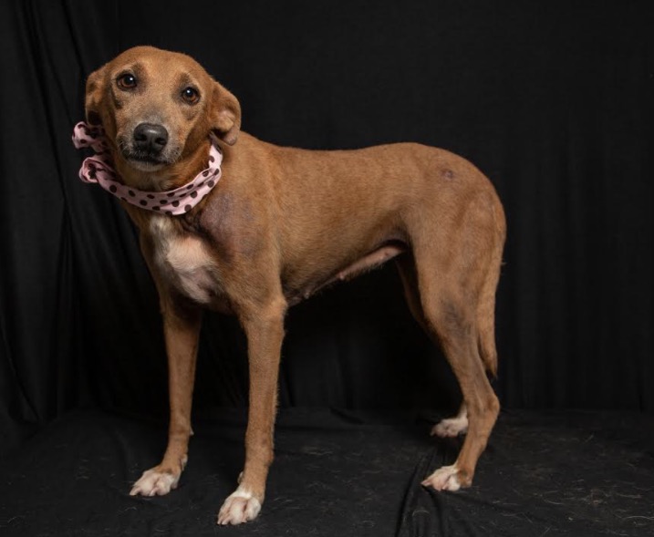 Feira virtual de adoção reúne mais de 110 animais em busca de um lar