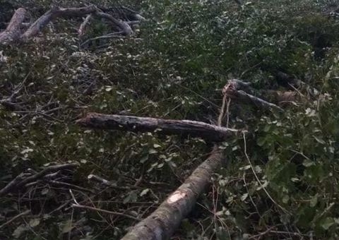 Idosa morre após carro colidir violentamente com árvore no Amazonas 