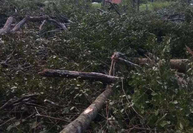Idosa morre após carro colidir violentamente com árvore no Amazonas 