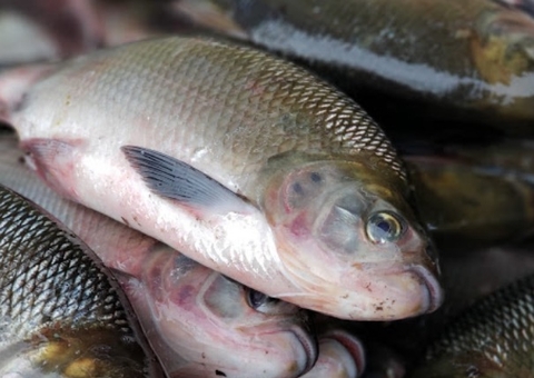 Veja quais espécies de peixes entrarão no defeso a partir da próxima semana